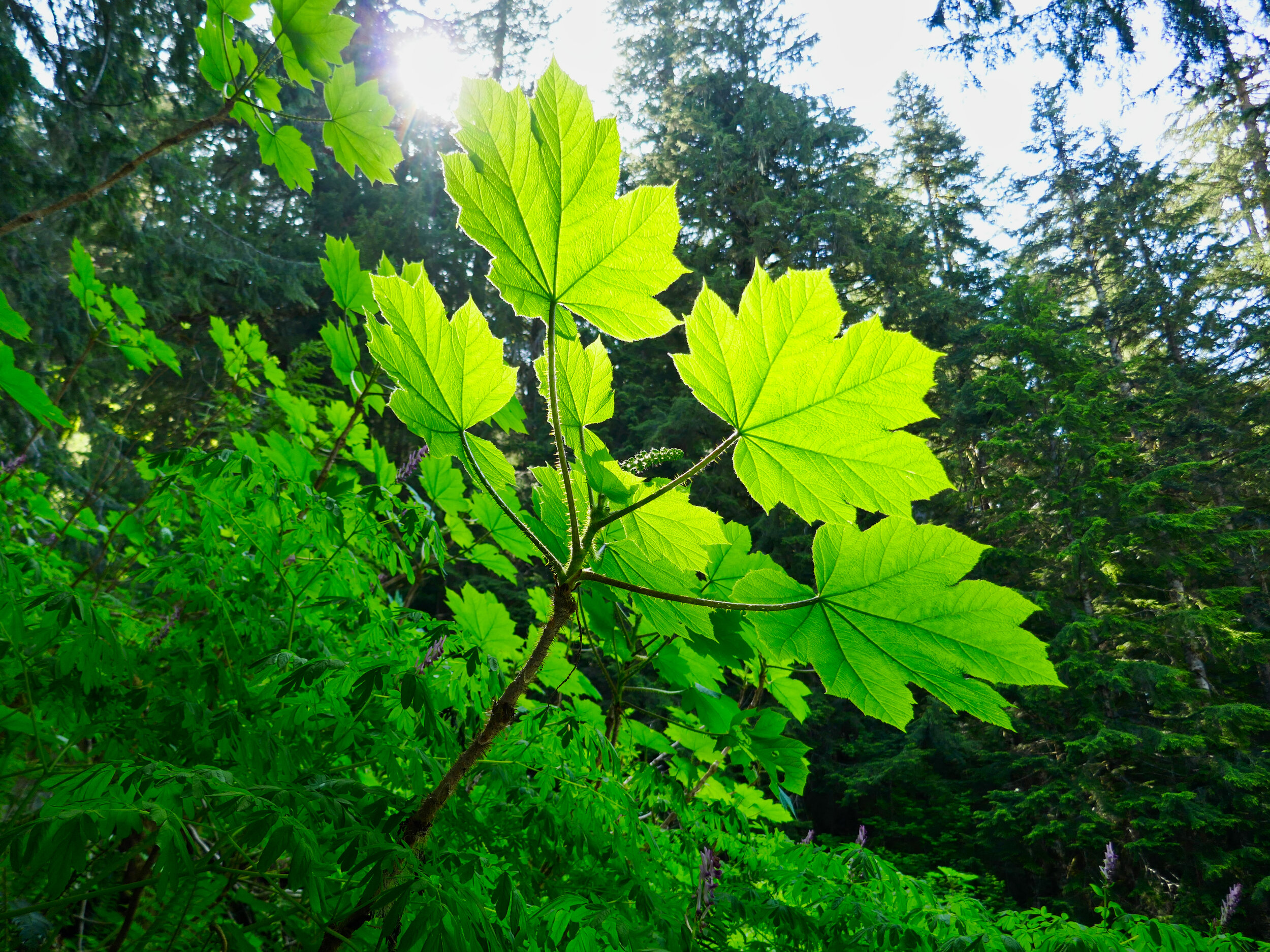 Backlit flora