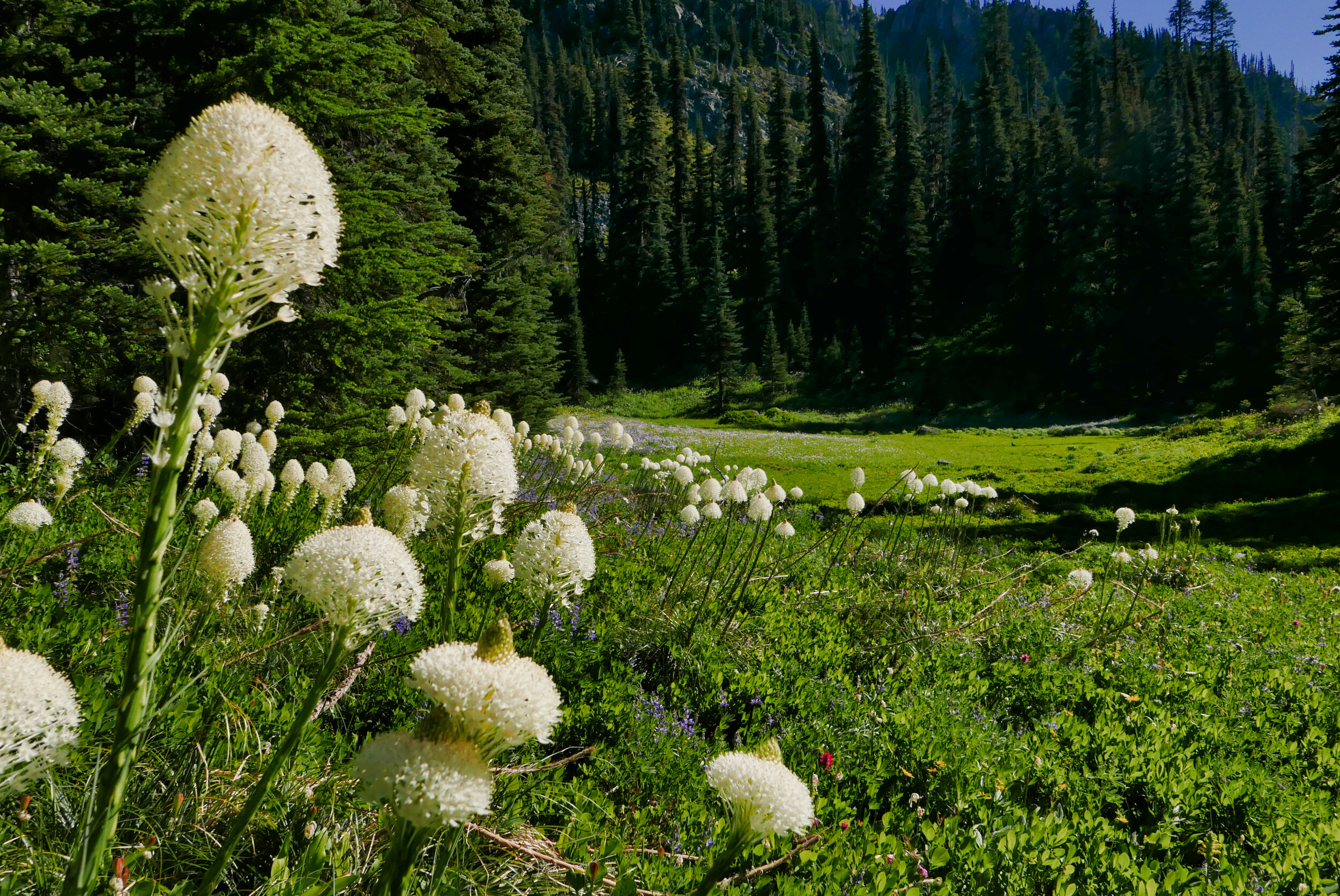 Bear Grass