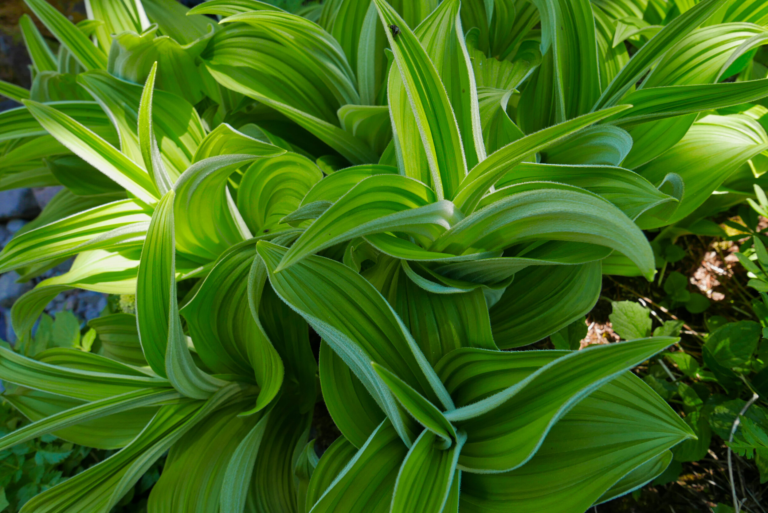 Flora geometry