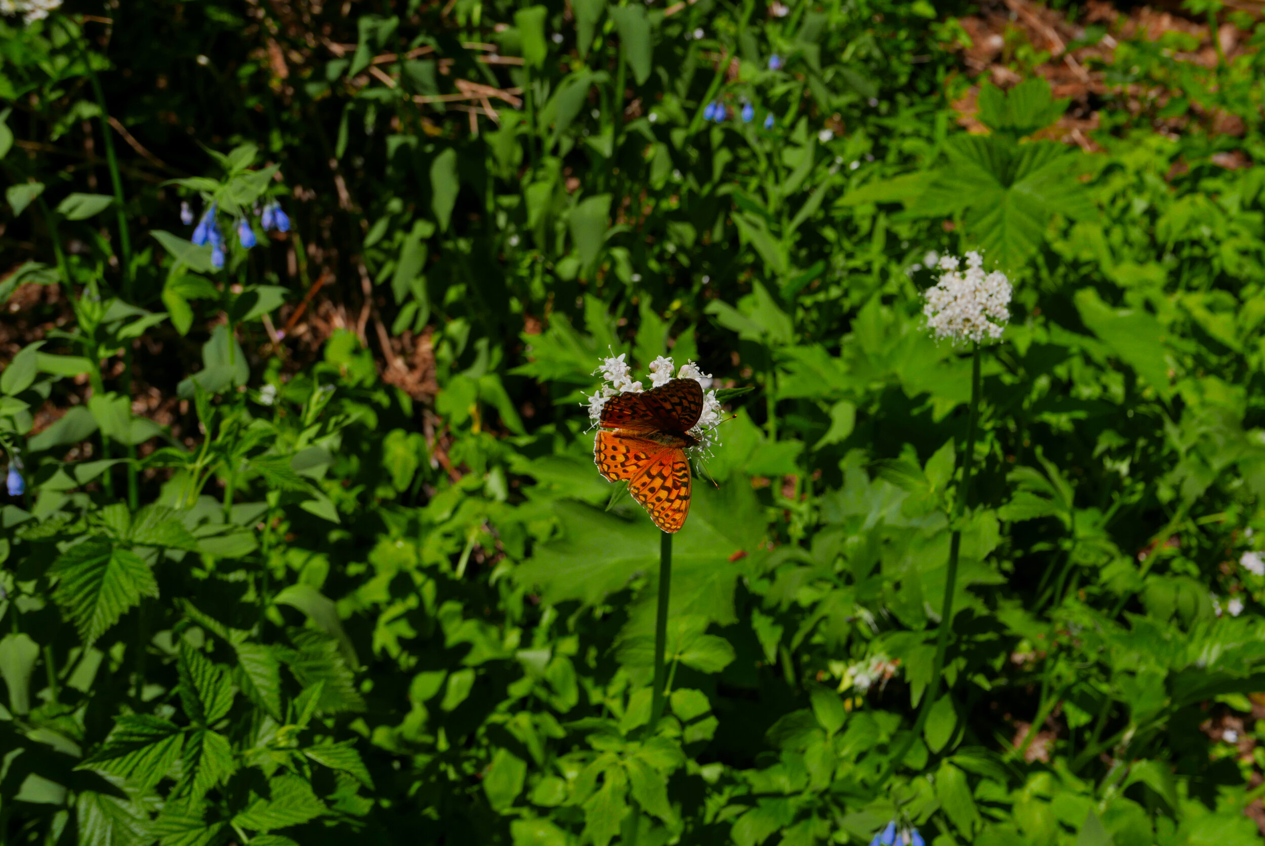 Butterflies