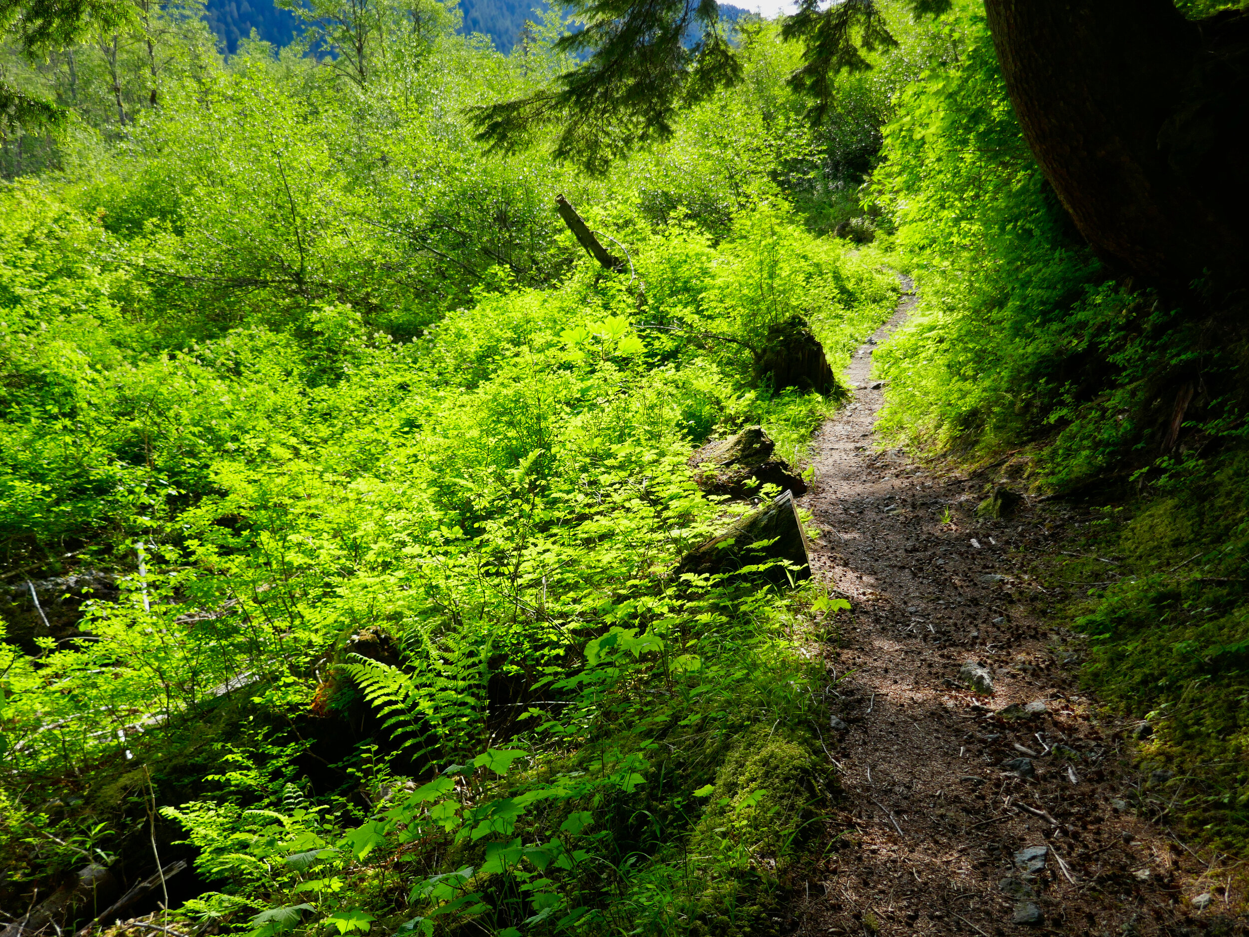 Green on the trail