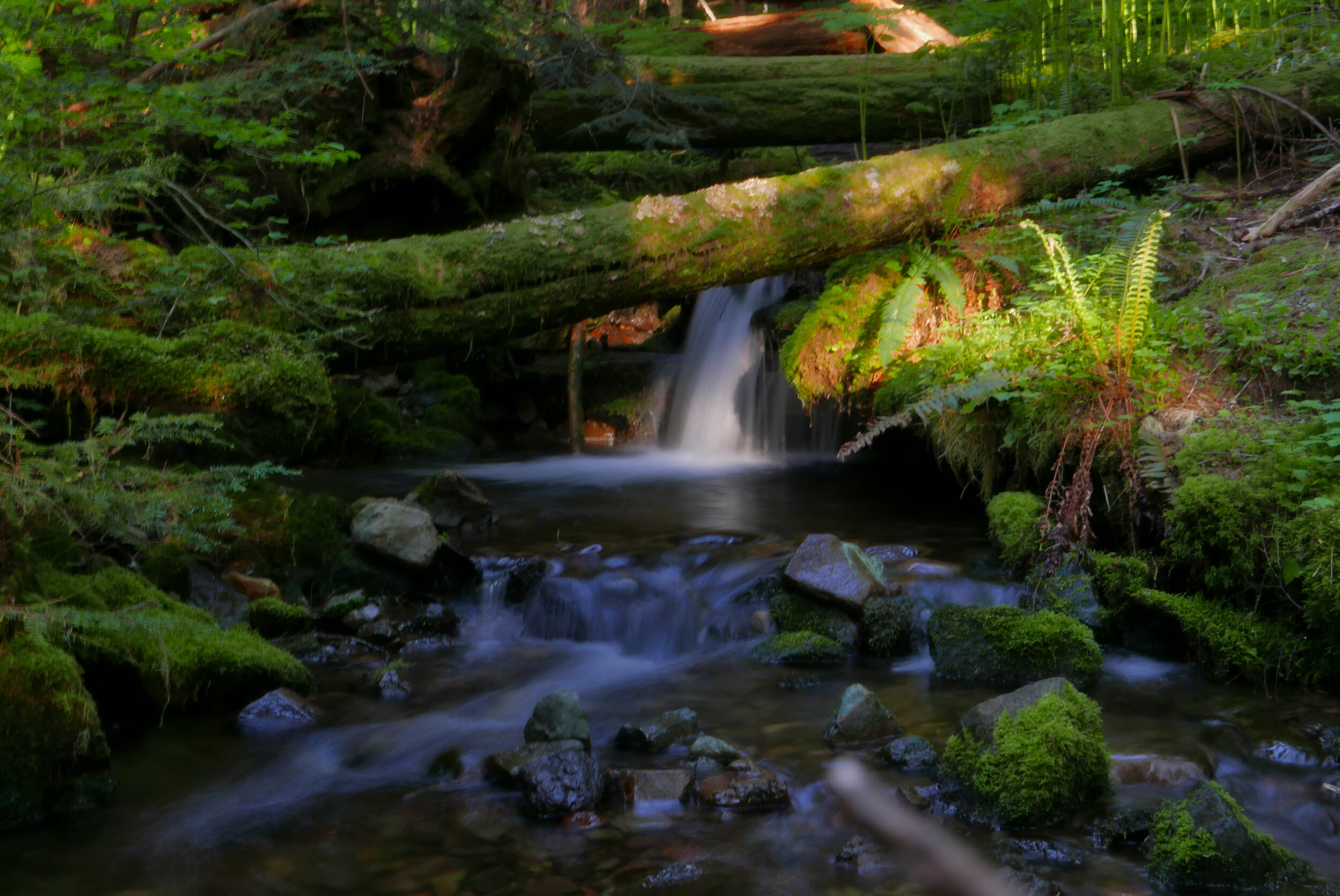 Creek near North Puyallup