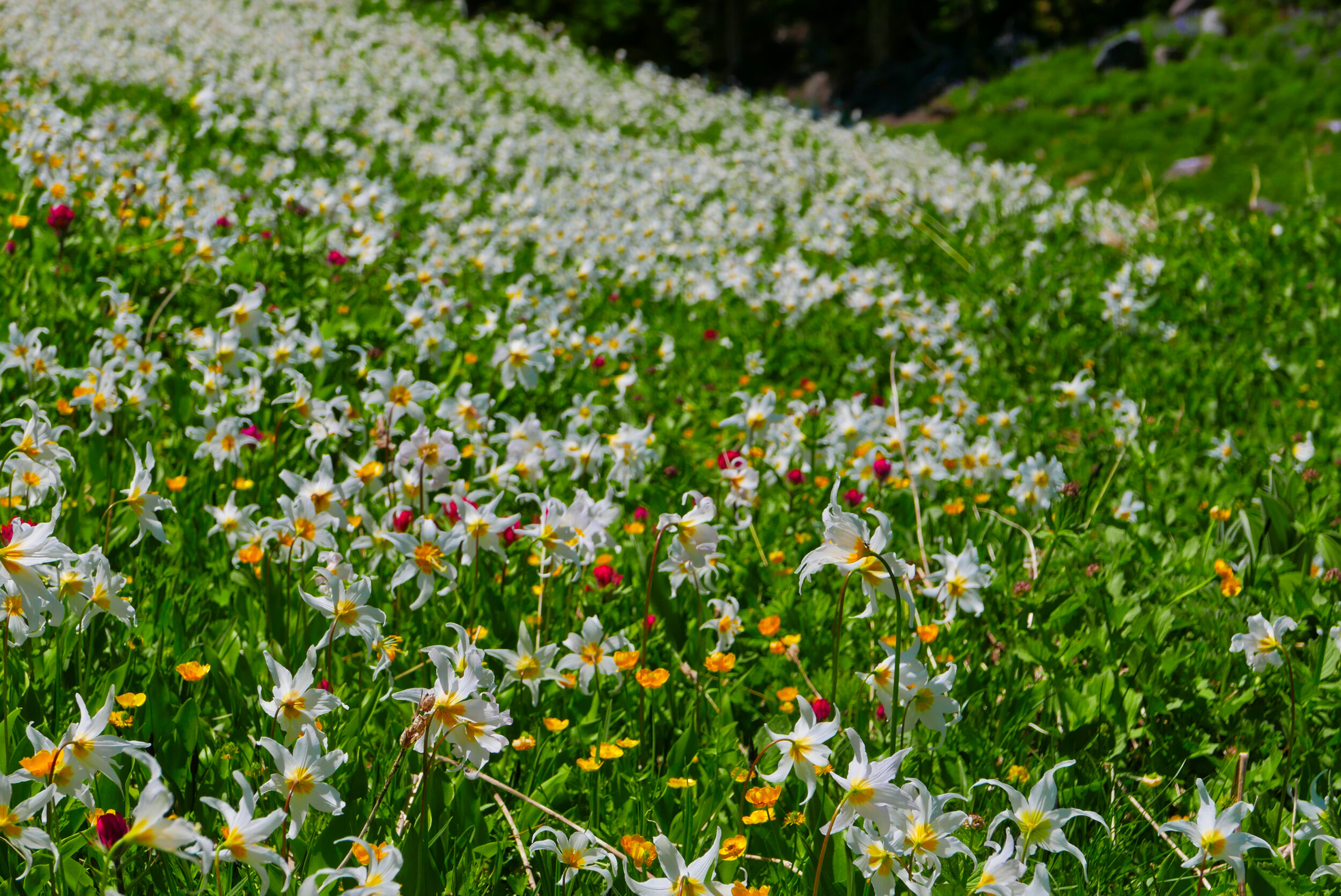Emerald Ridge avalanche lilies