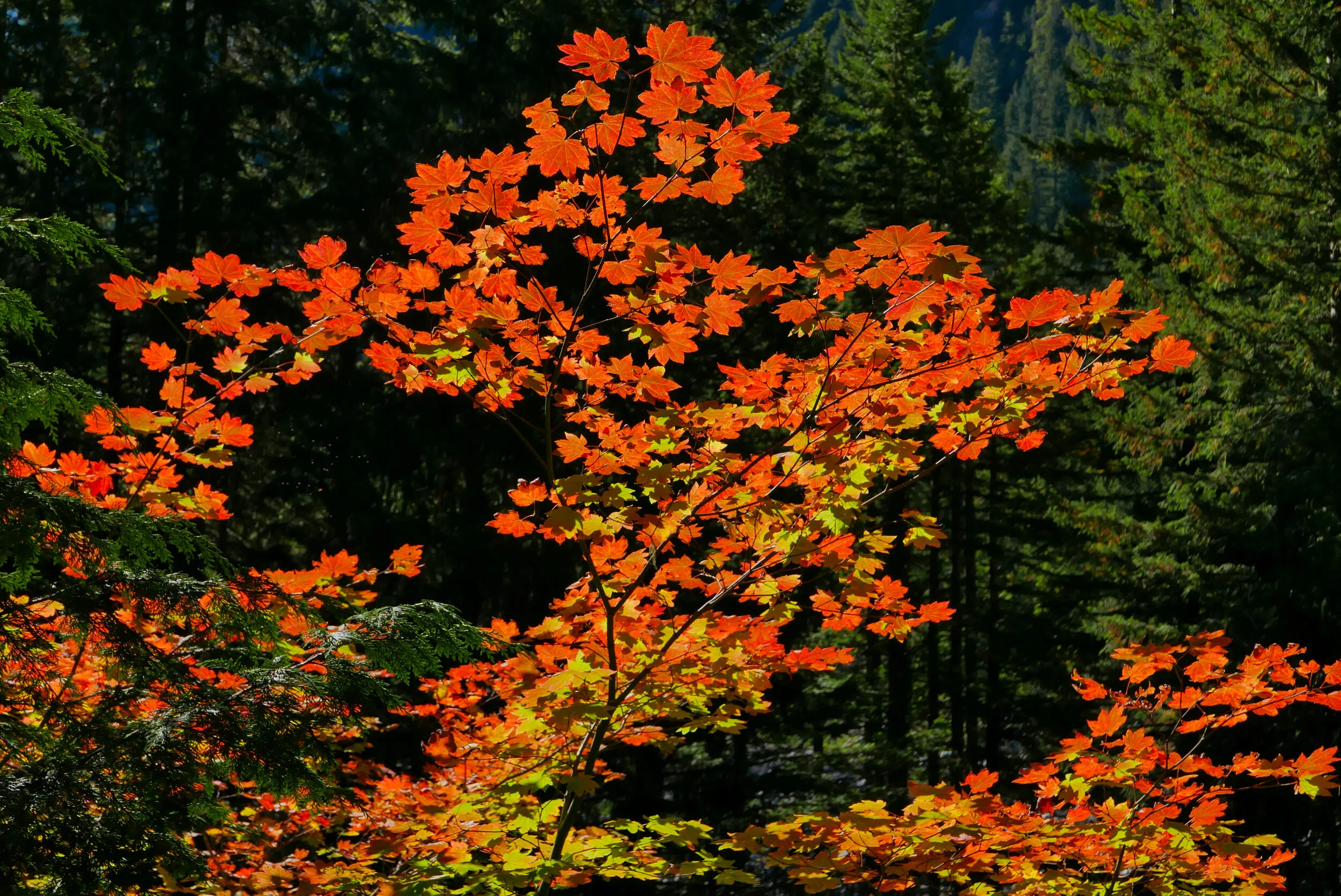 Fall foliage