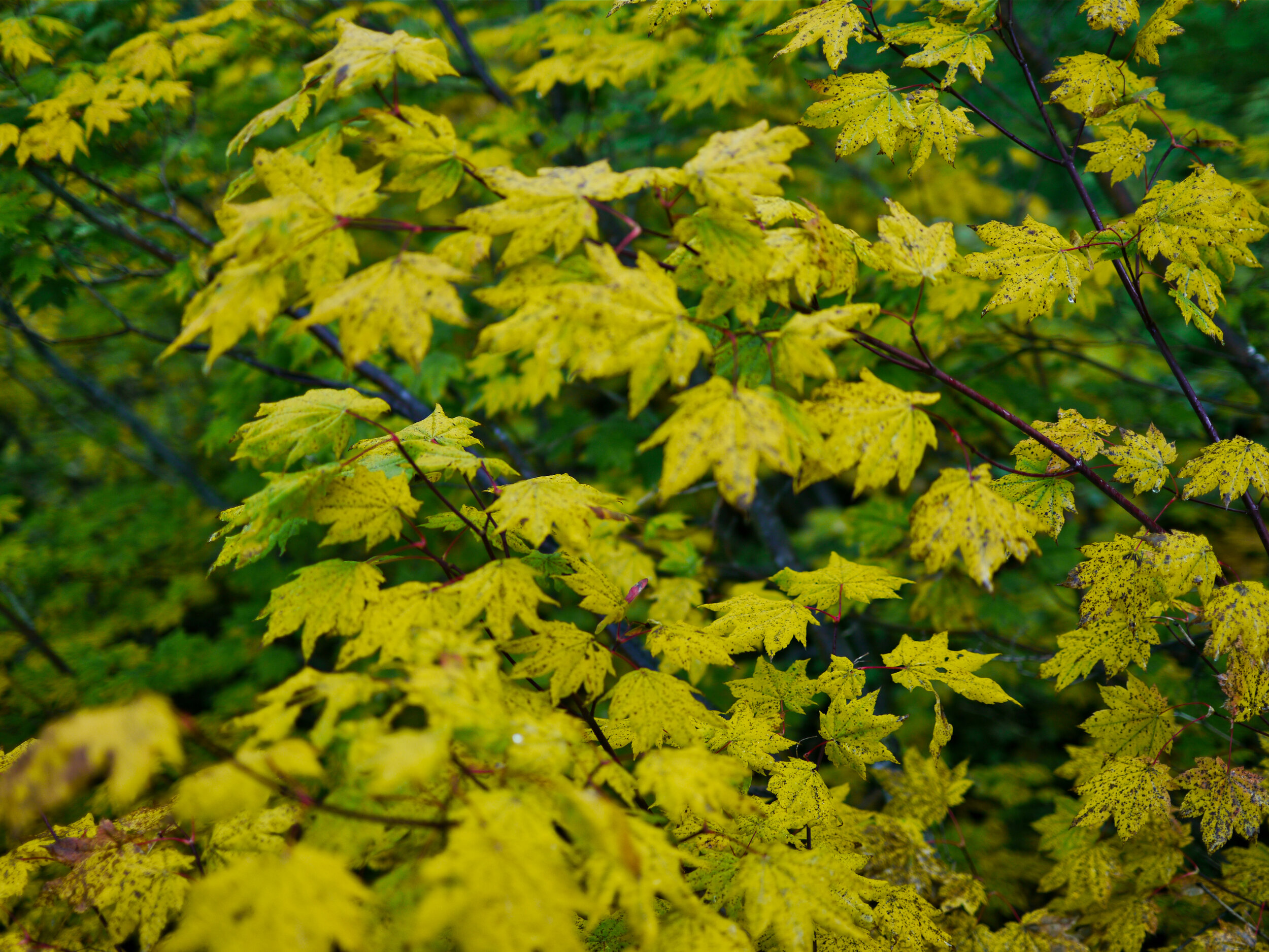 Fall foliage