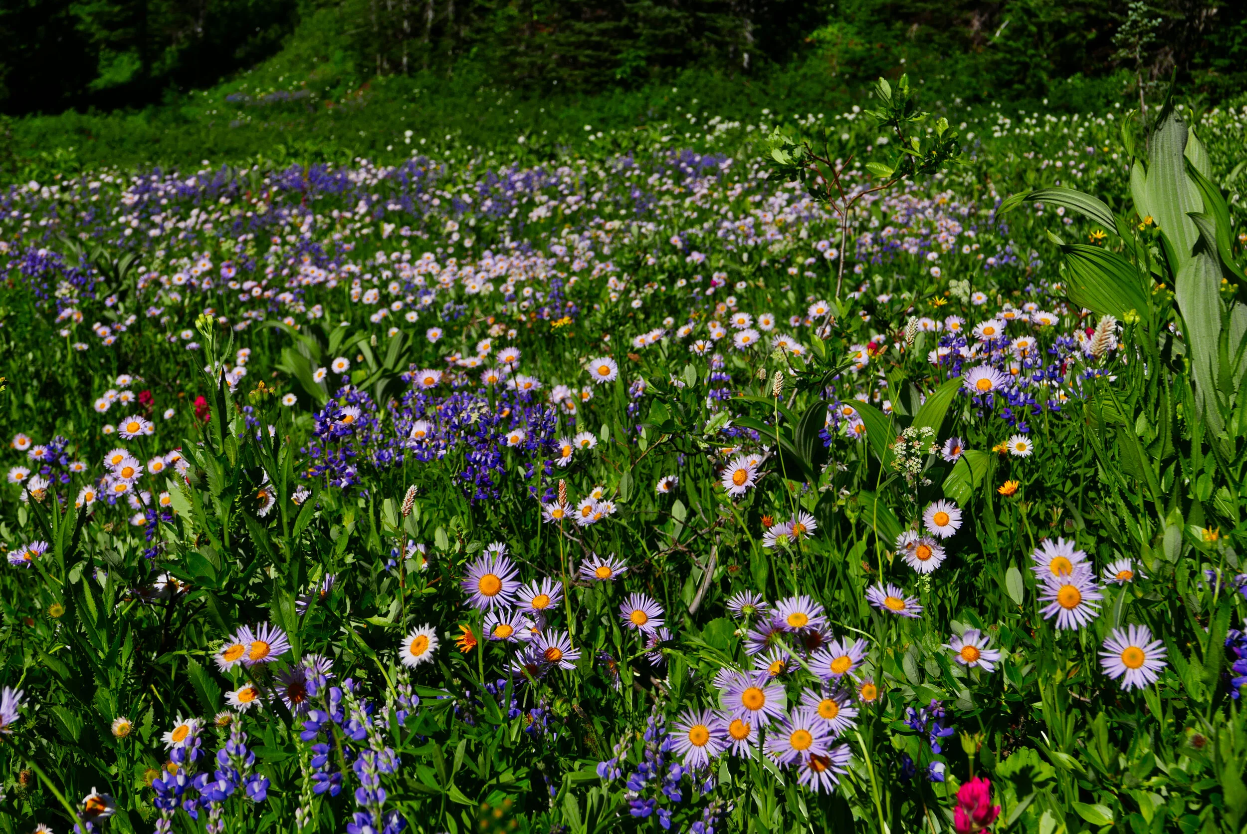 Flower riot