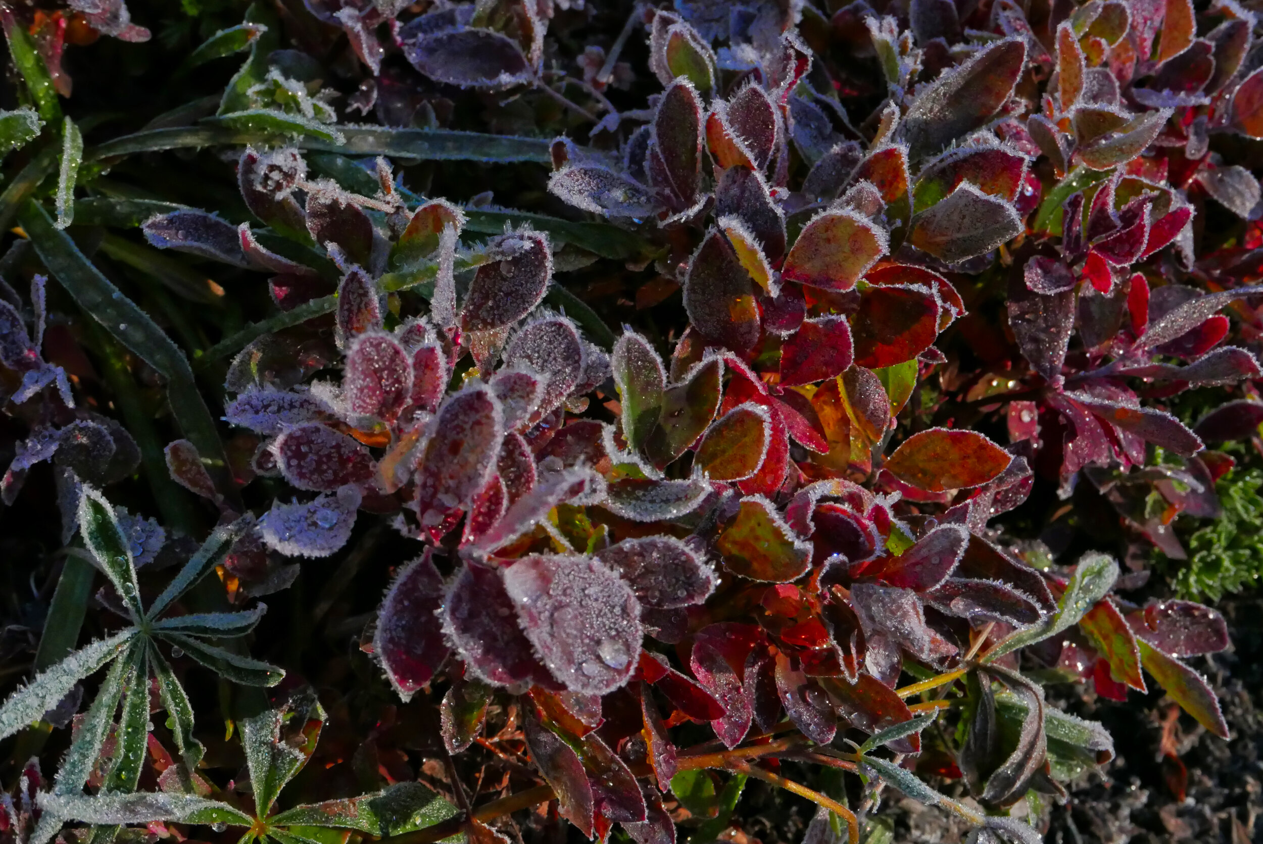 Frozen foliage