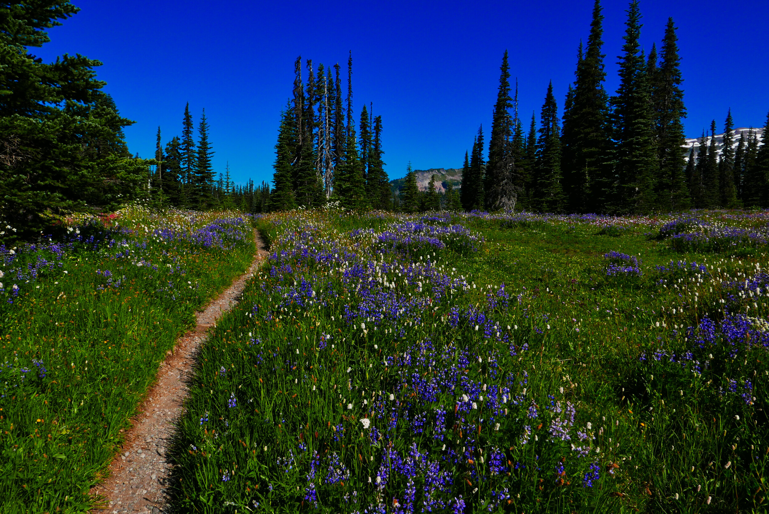 Flower carpet