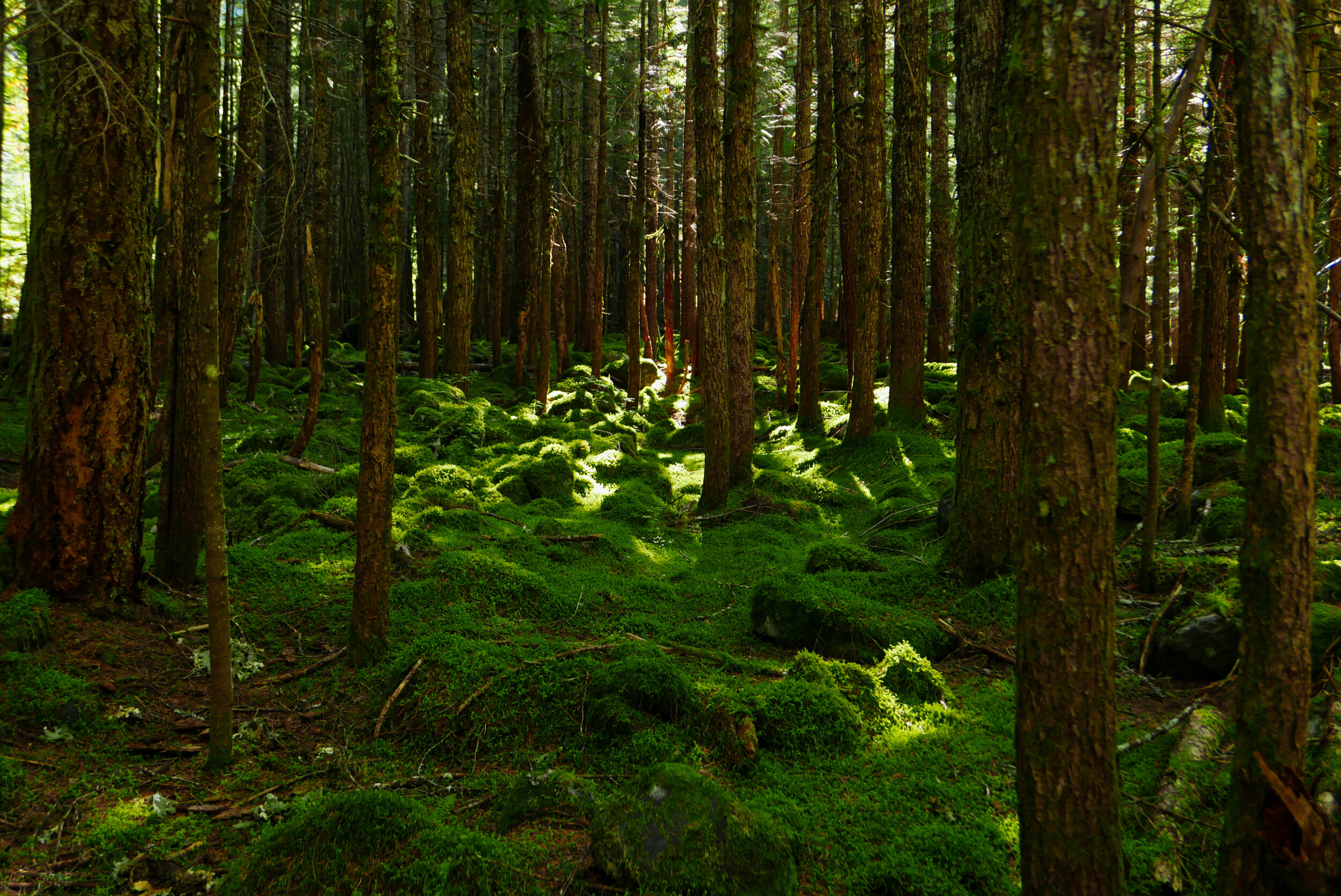 Mossy rocks
