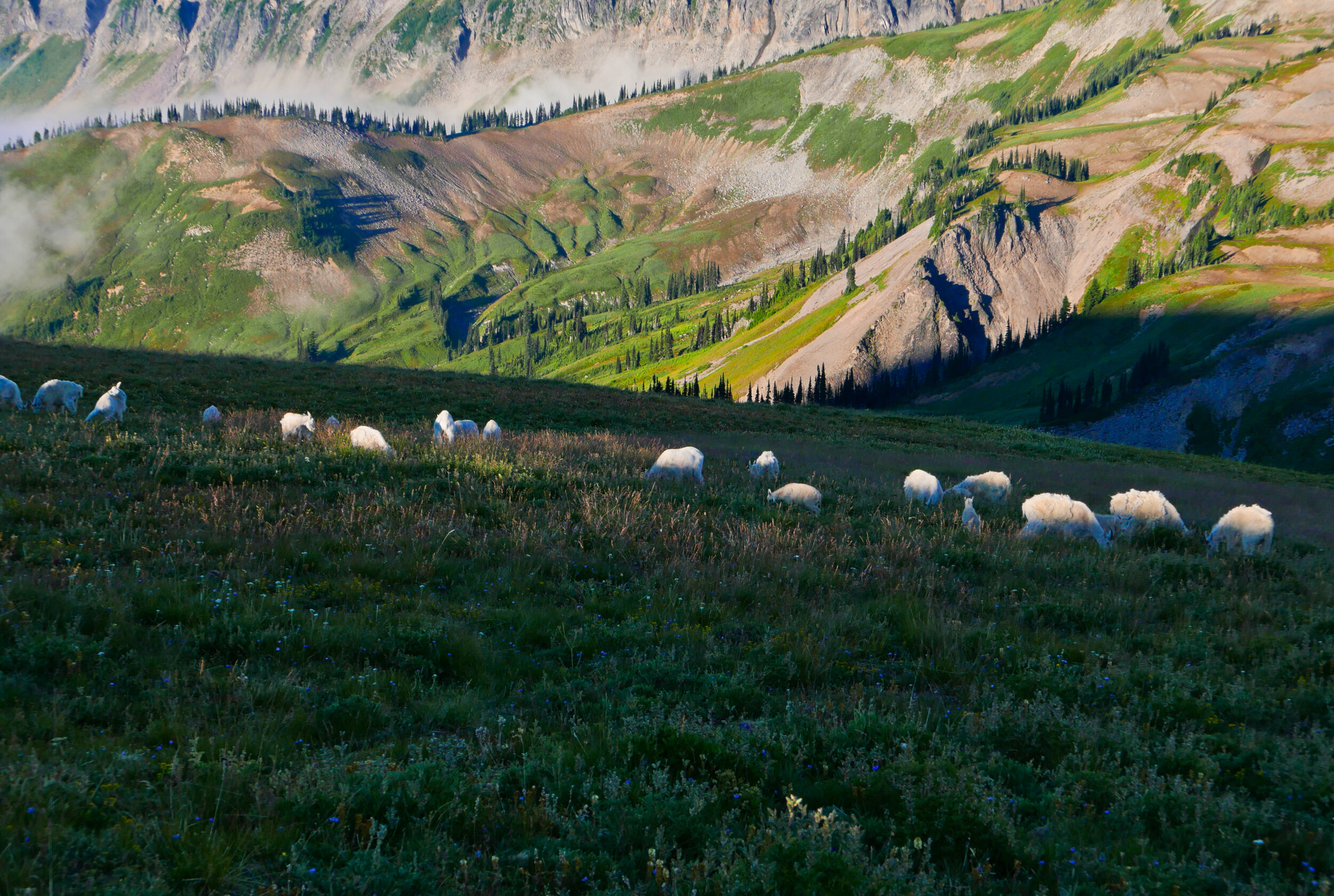 Goats above Panhandle Gap