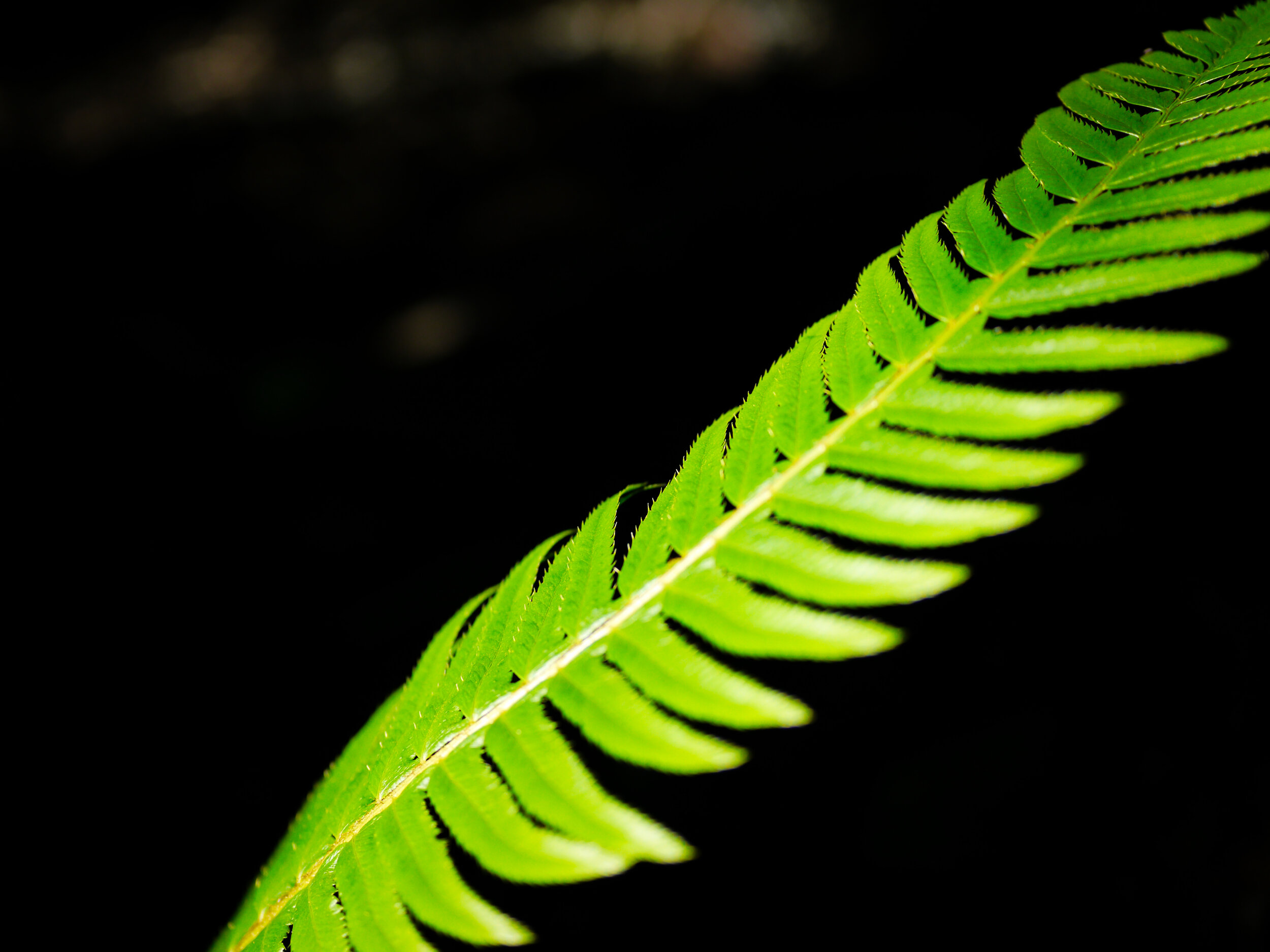 Fern