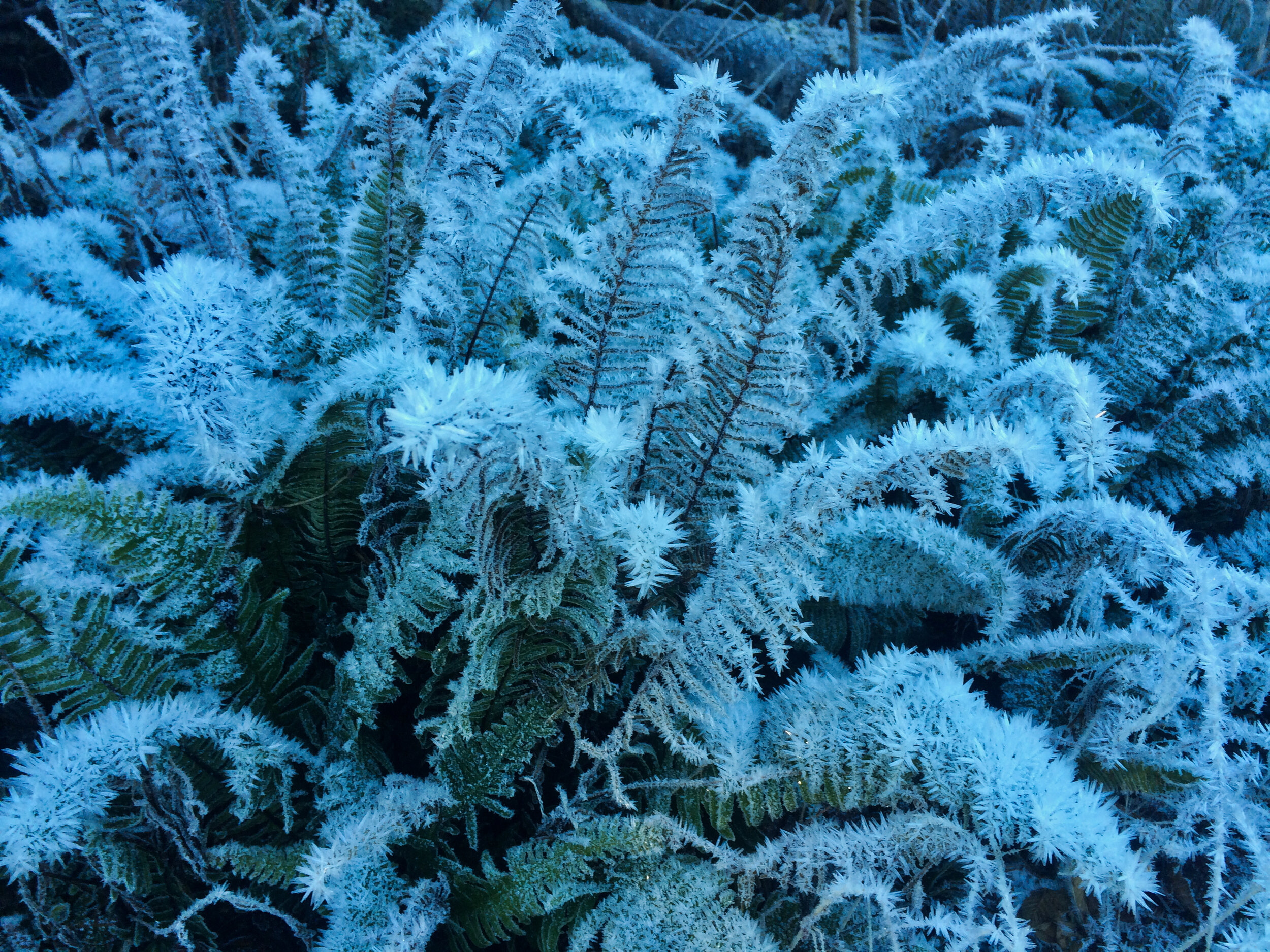 Frosty Ferns