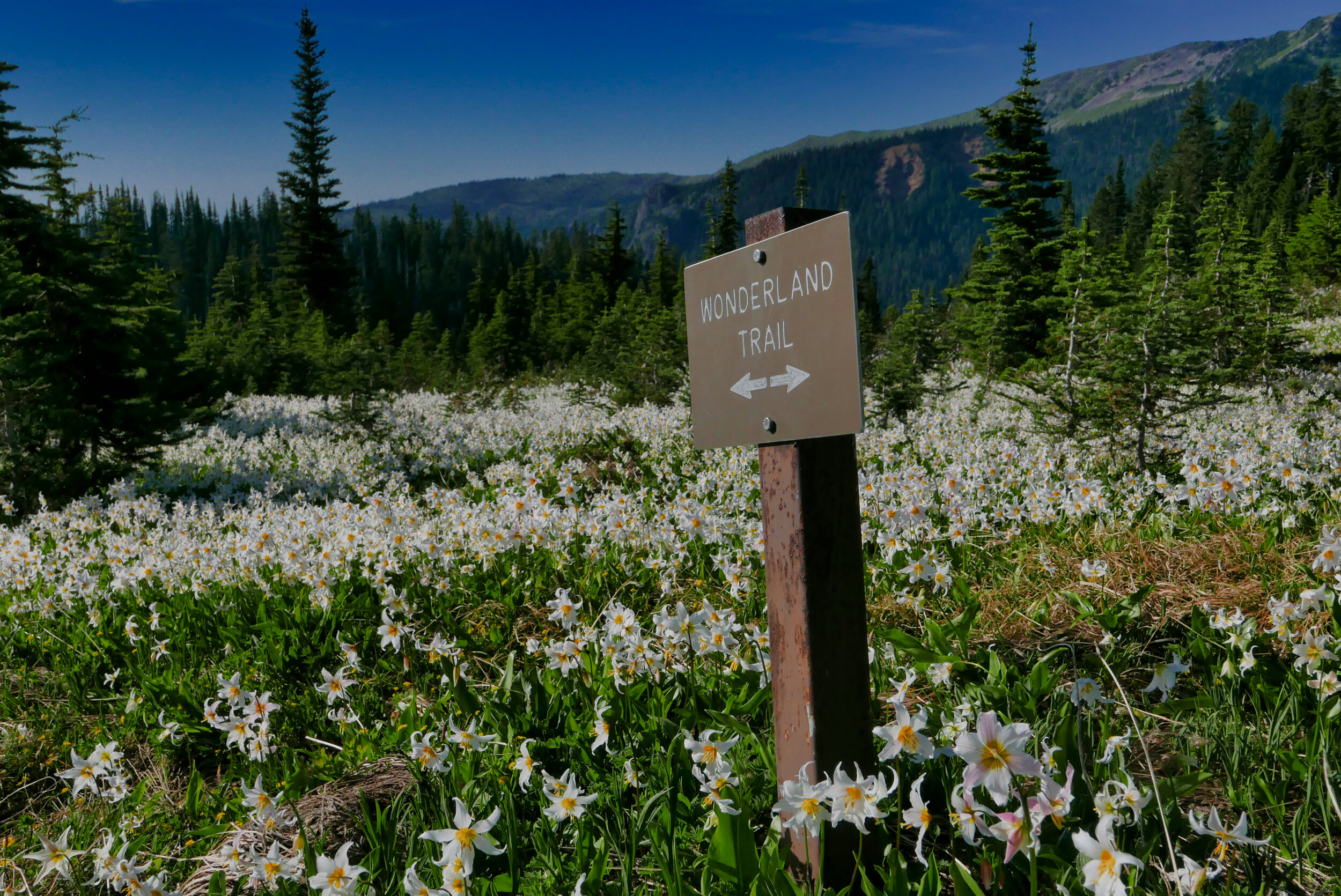 Wonderland Sign