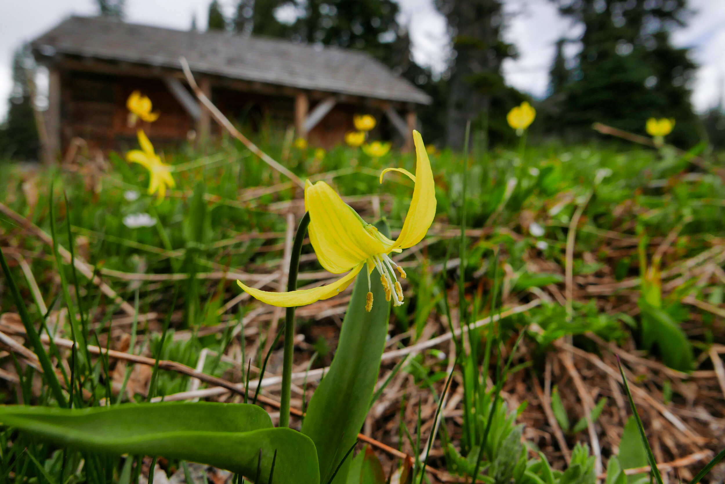 Glacier Lily