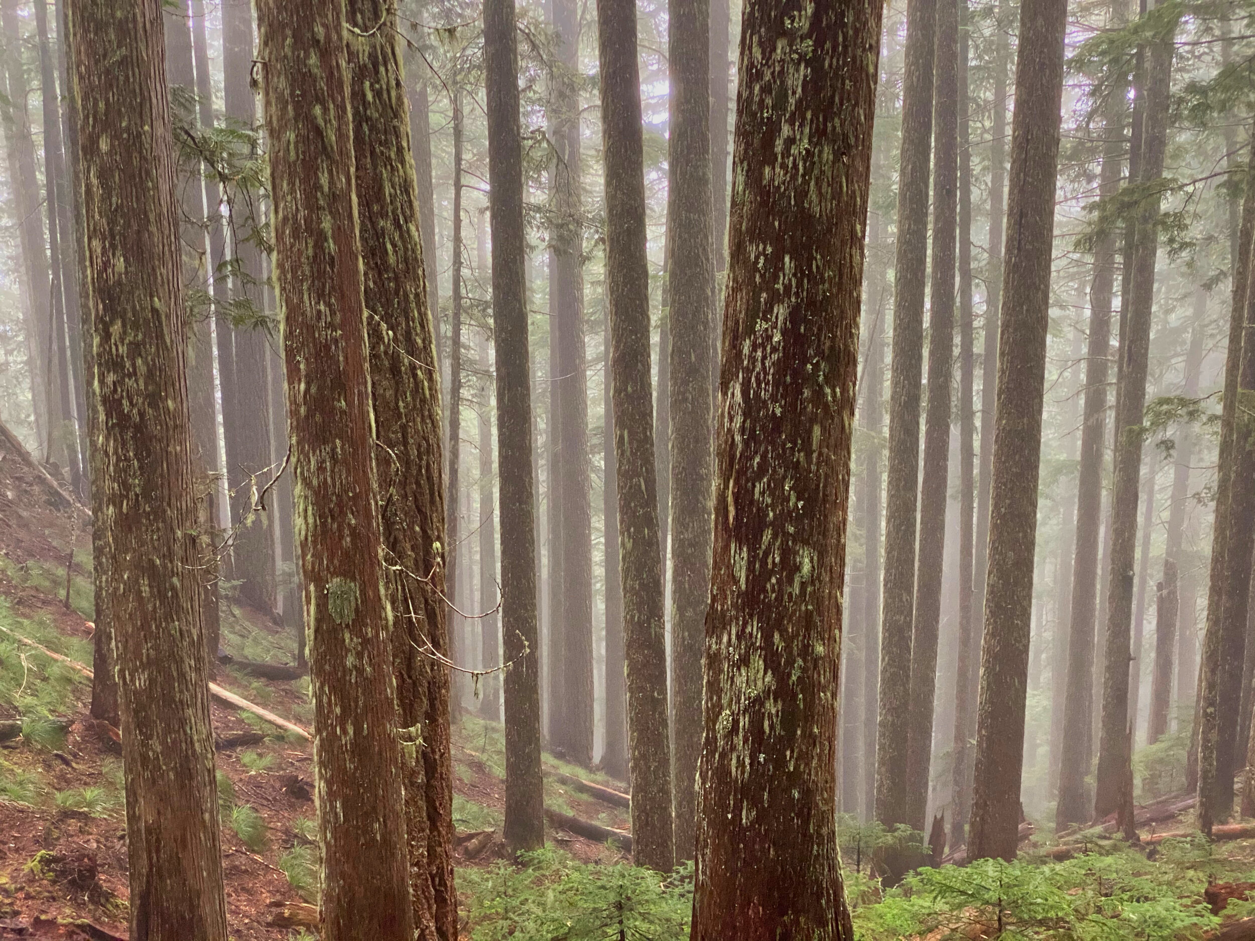 The misty woods; Mt. Rainier’s Boundary Trail