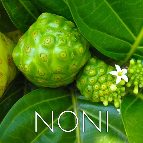 noni.jpg