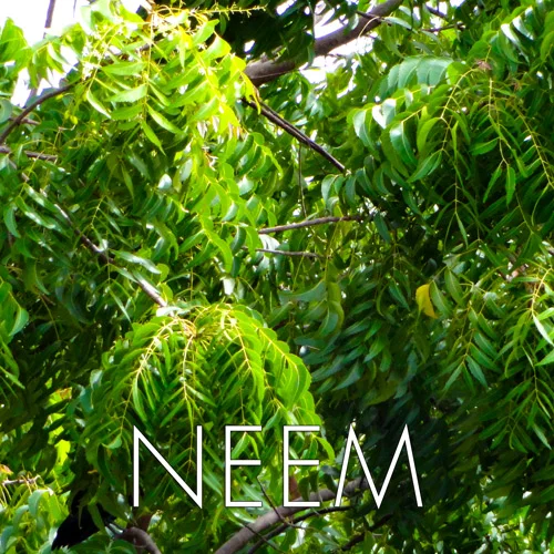 neem.jpg