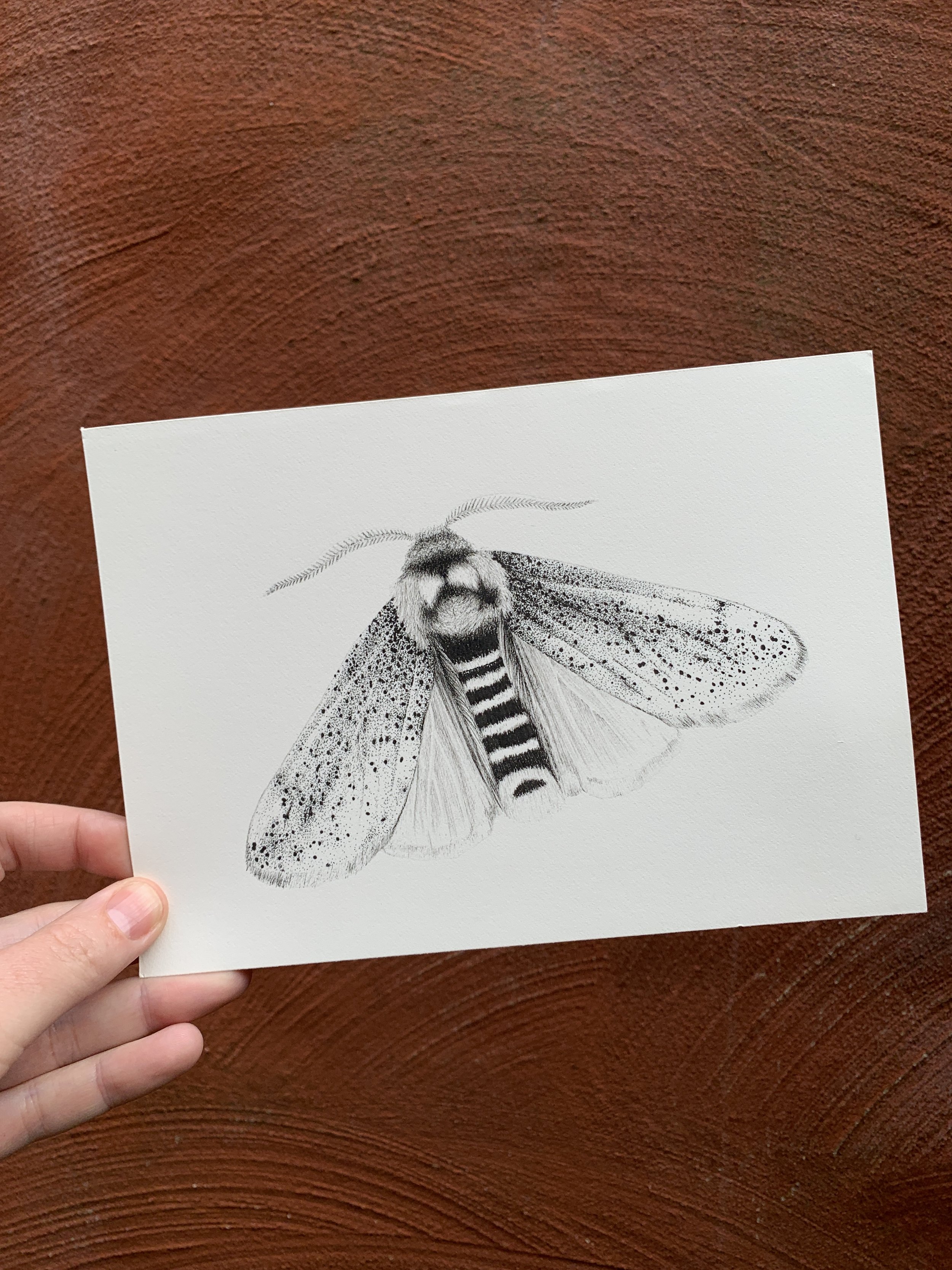 Kirrily Anderson Tiger Moth 2020.JPG