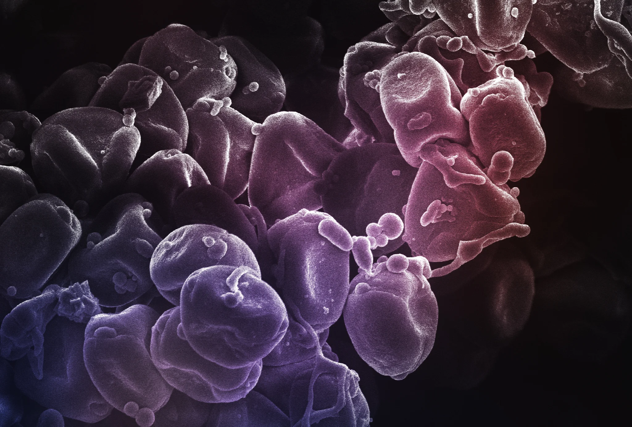 Eucalyptus SEM image