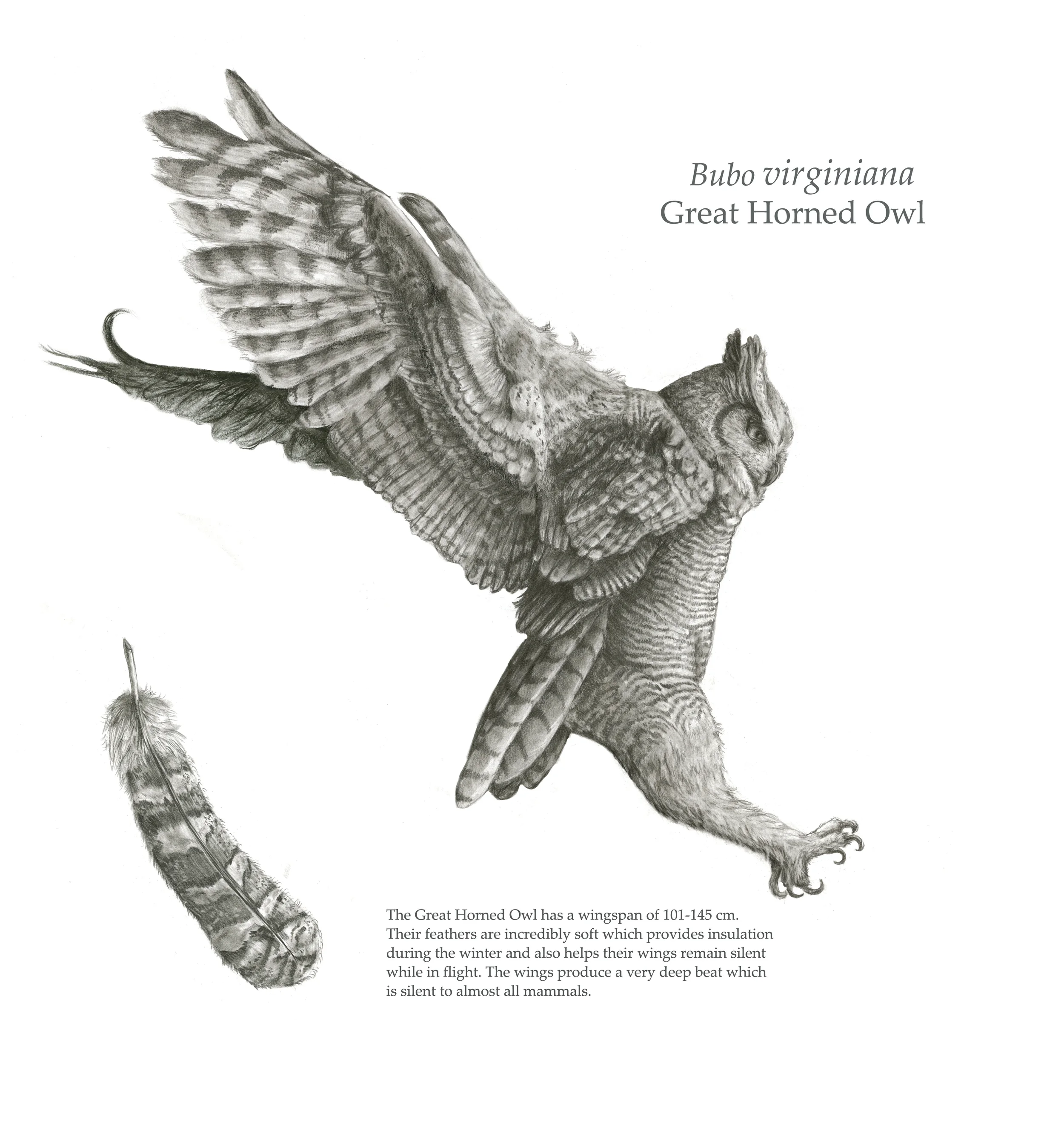 great horned owl PRINT.jpg