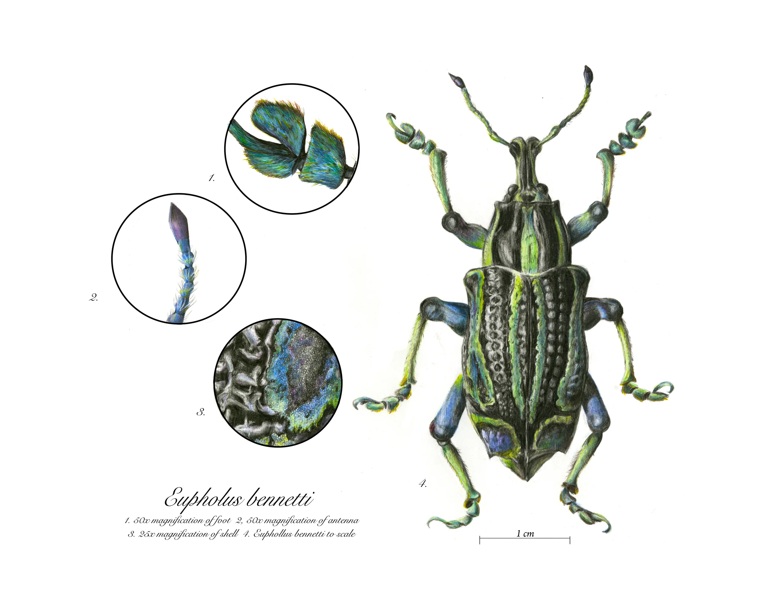ILLU150_Portfolio3_Final Illustration_AmandaSurveski_W15.jpg