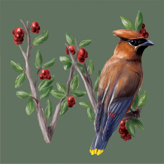 W-Waxwing_72.jpg