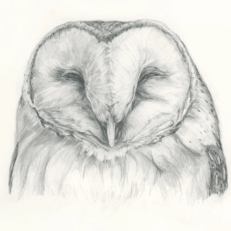 Gleeful_BarnOwl_72.jpg