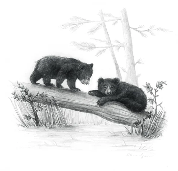 Black Bear And Cubs Artwork