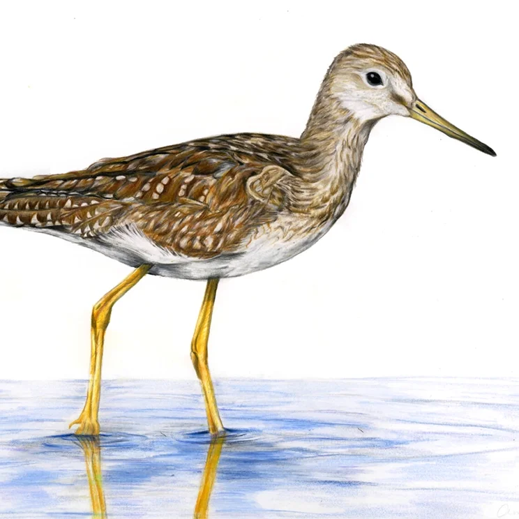 Greater Yellow Legs_WEB.jpg