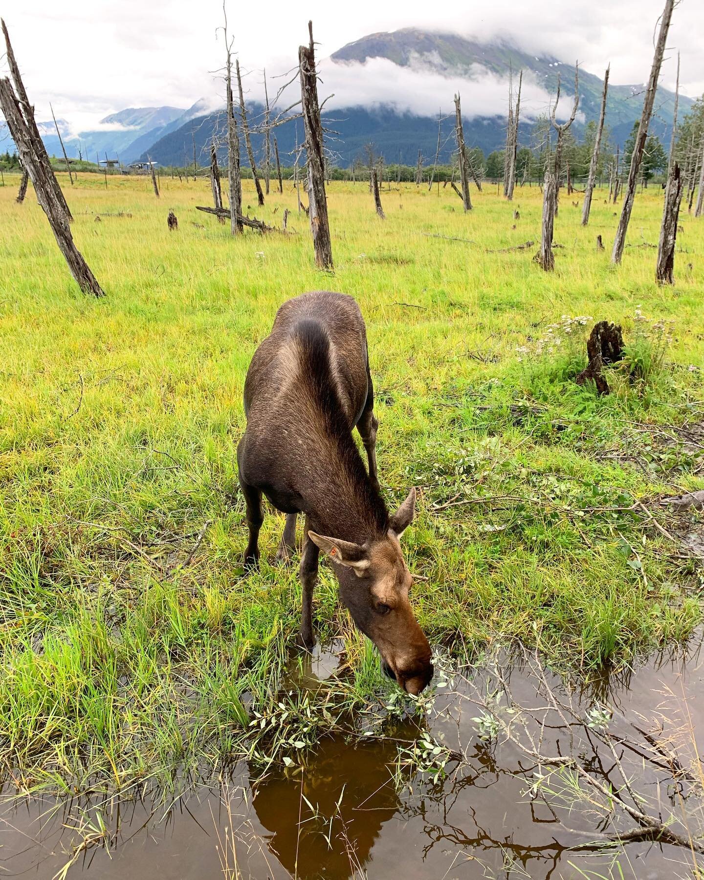 Anyone know the plural of moose? Meese? Mooses? Meeses??
📍 Portage, AK