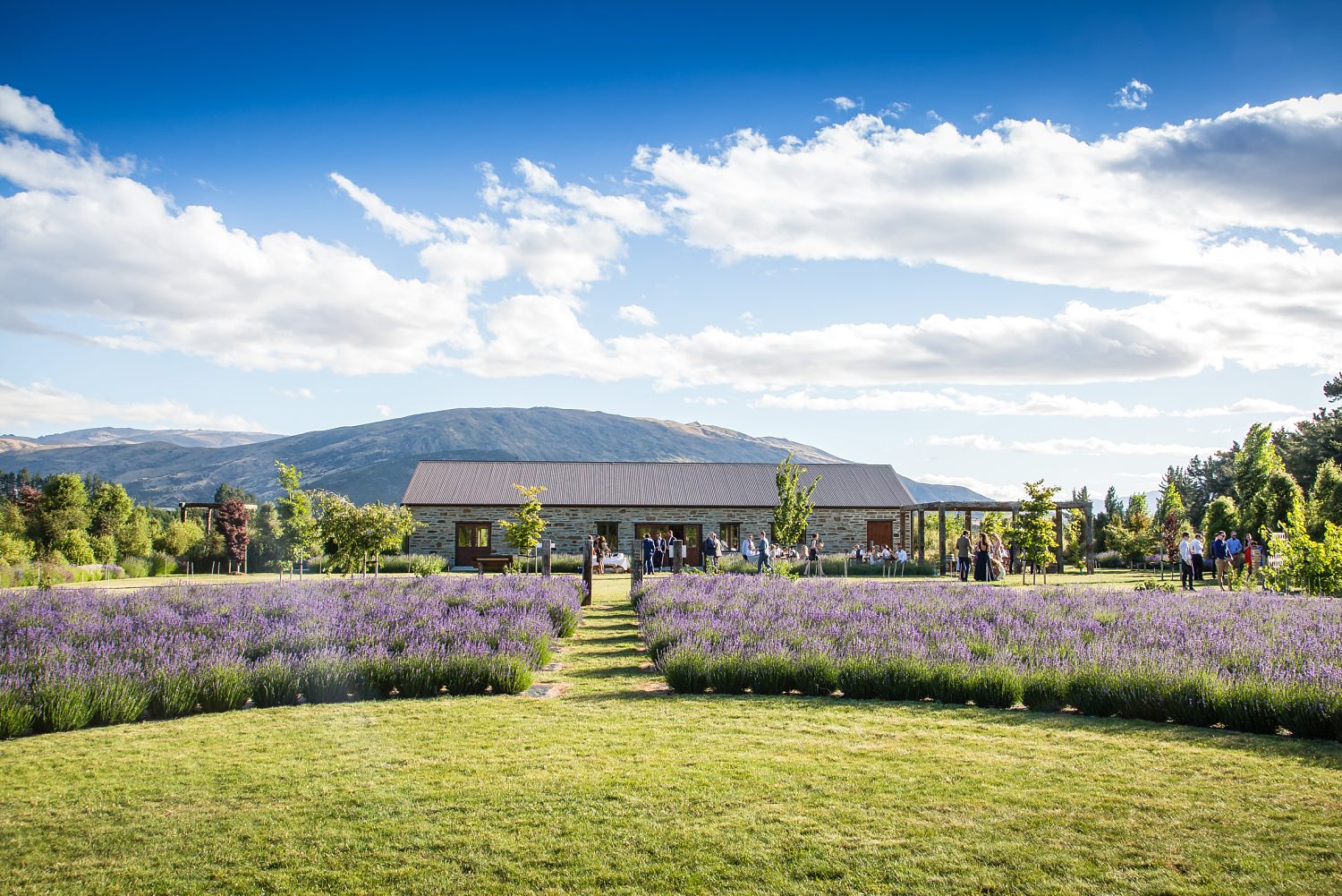 wanaka-lavender-farm-wedding-25.jpg