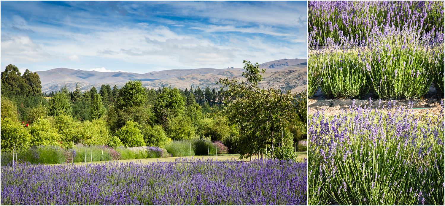 wanaka-lavender-farm-wedding-42.jpg