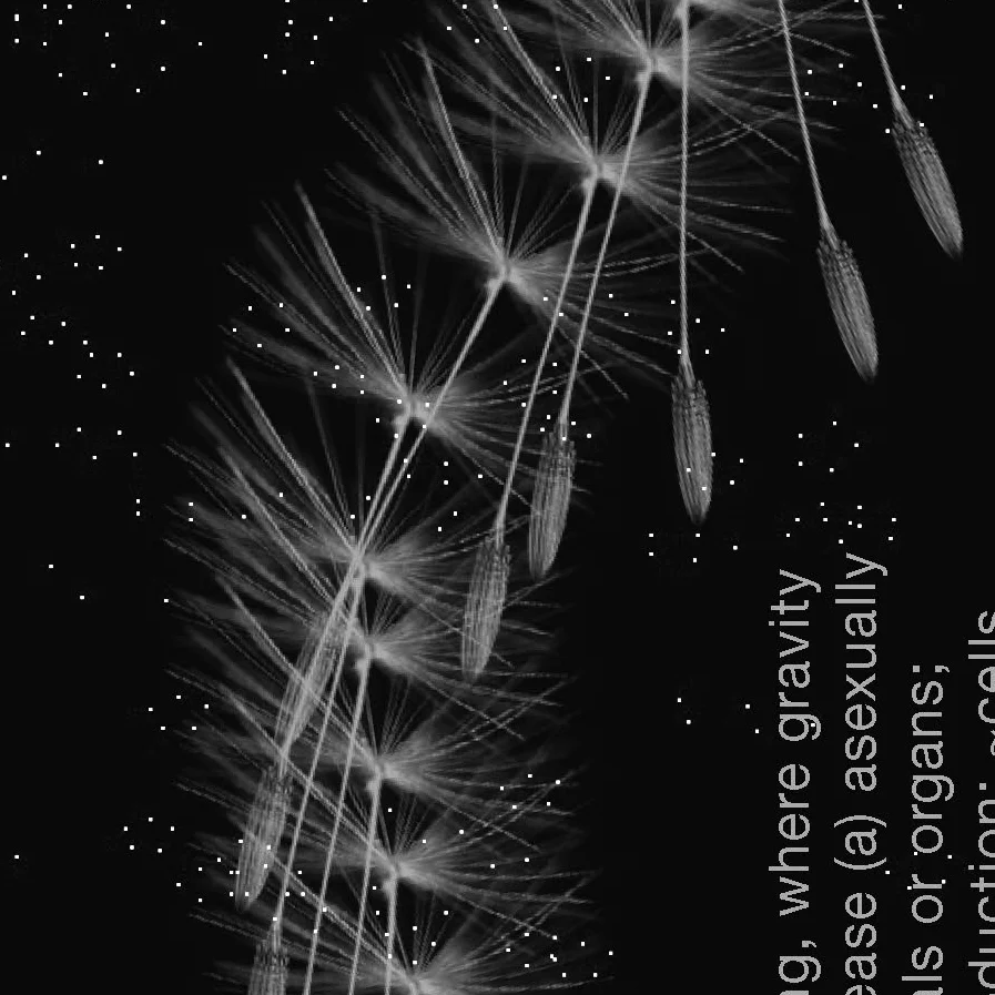 41_efflorescence_zoom
