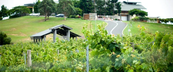 Fancy running through obstacles in a winery?