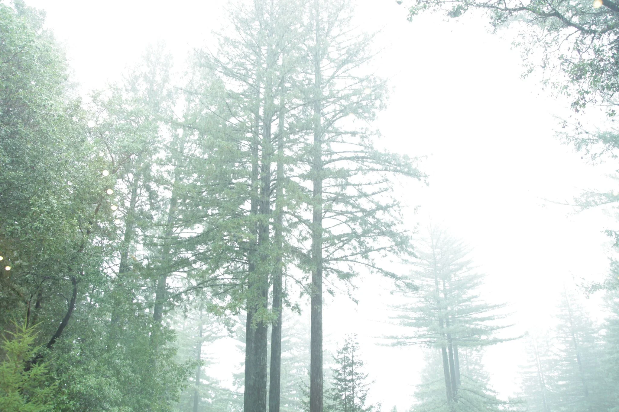 Modern+Goddess_Seqoia_2016_29.jpg