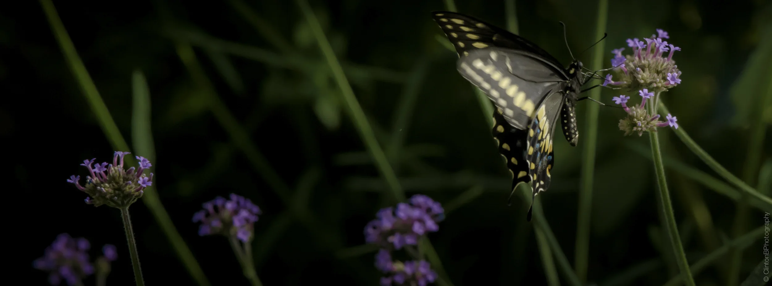 #challengeonnaturephotography | Day 1