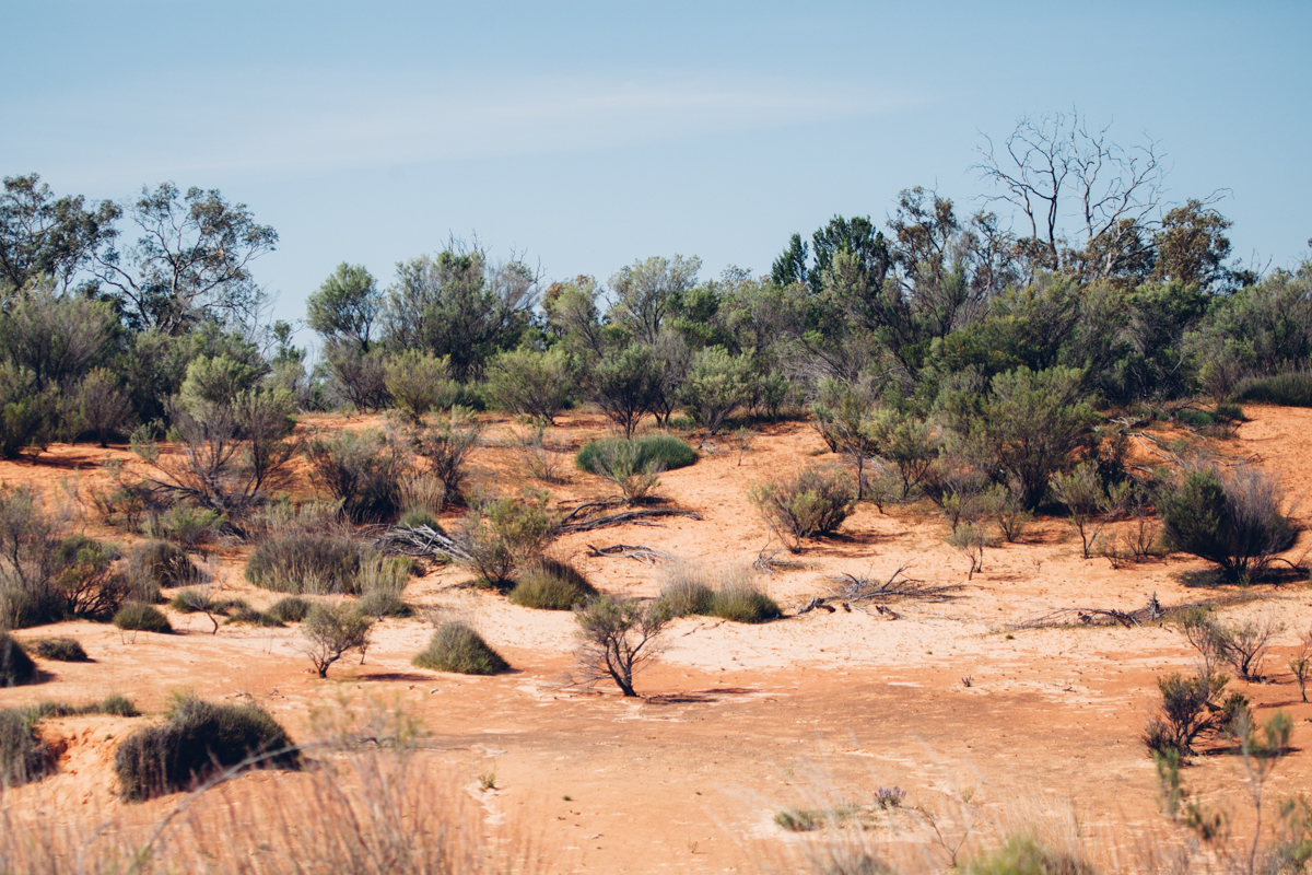 magnolia_mountain_a_trip_to_mungo_IV.jpg
