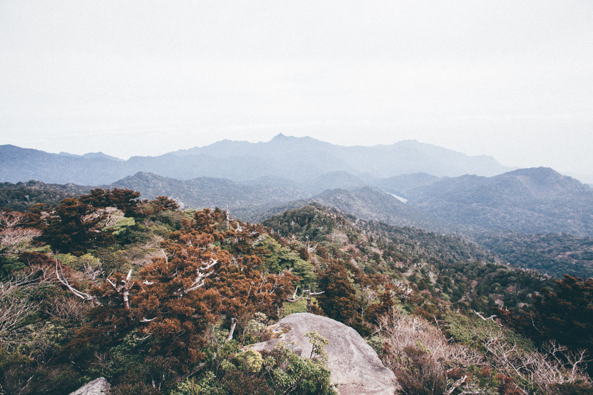 magnolia_mountain_yakushima_mt_tachu.jpg
