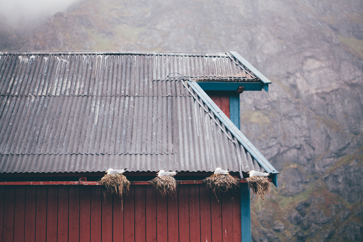 magnolia_mountain_lofoten_rain_rorbuer_XV.jpg