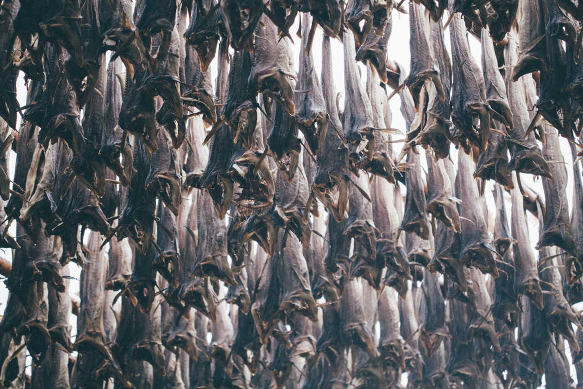magnolia_mountain_lofoten_stockfish_IV.jpg