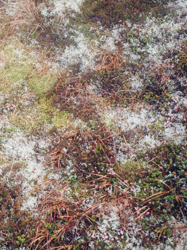 magnolia_mountain_nordland_tundra_.jpg