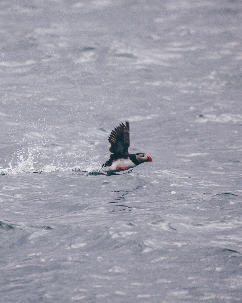 magnolia_mountain_nordland_bleik_puffin.jpg
