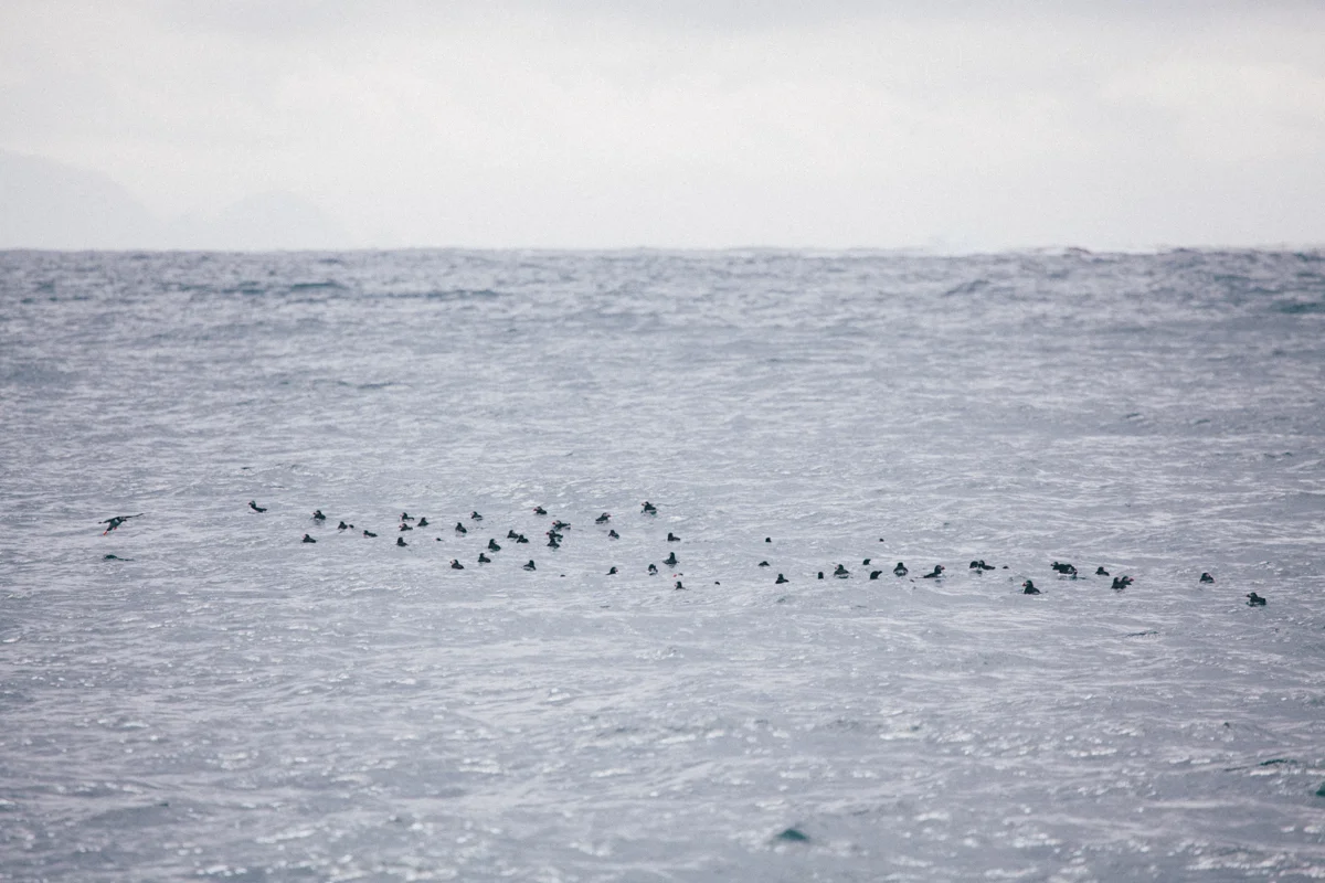 Magnolia_mountain_nordland_bleik_puffin_squad.jpg