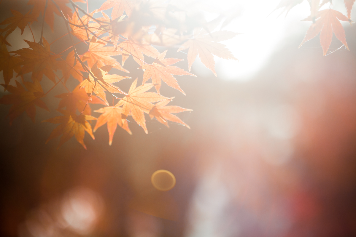 magnolia_mountain_autumn_adventure_II.jpg