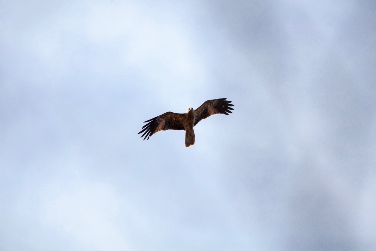 magnolia_mountain_mallee_bird_.jpg