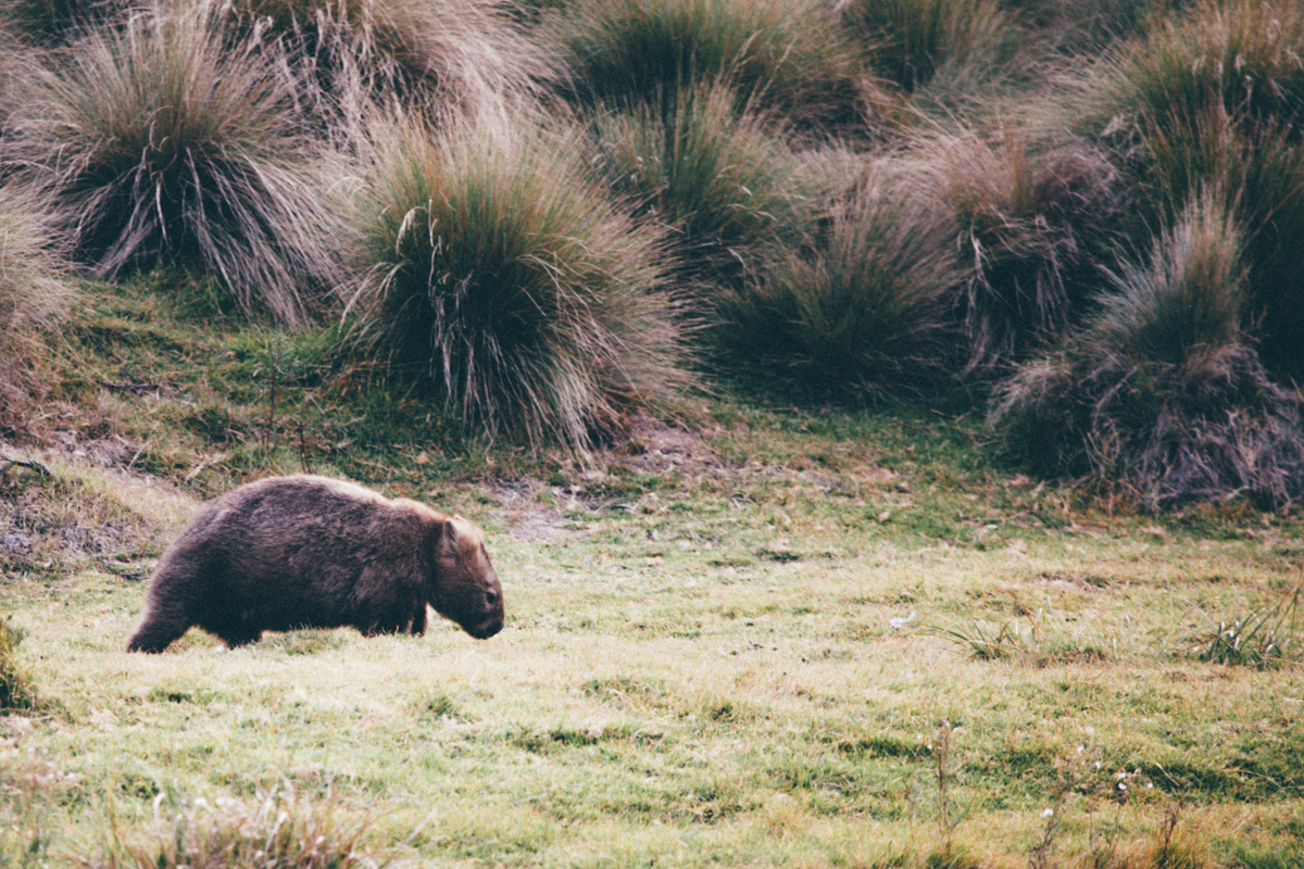 magnolia_mountain_wombat.jpg