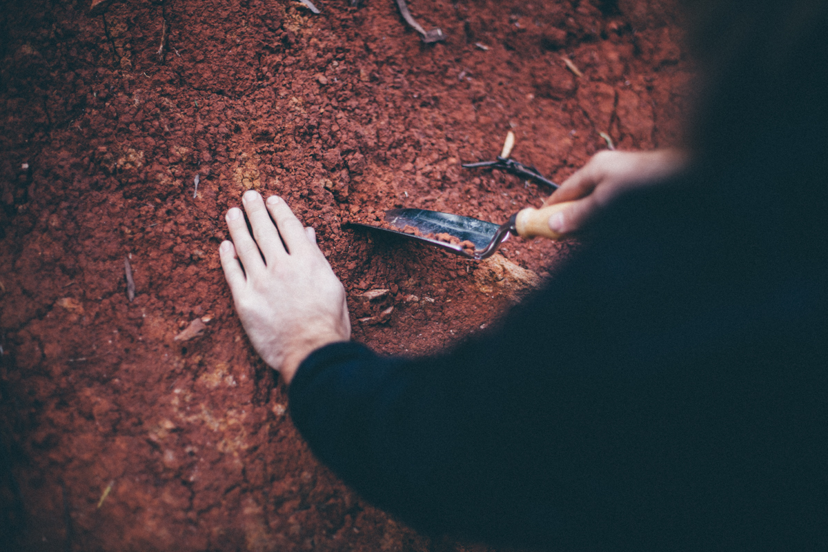 magnolia_mountain_windfall_harvesting_clay.jpg