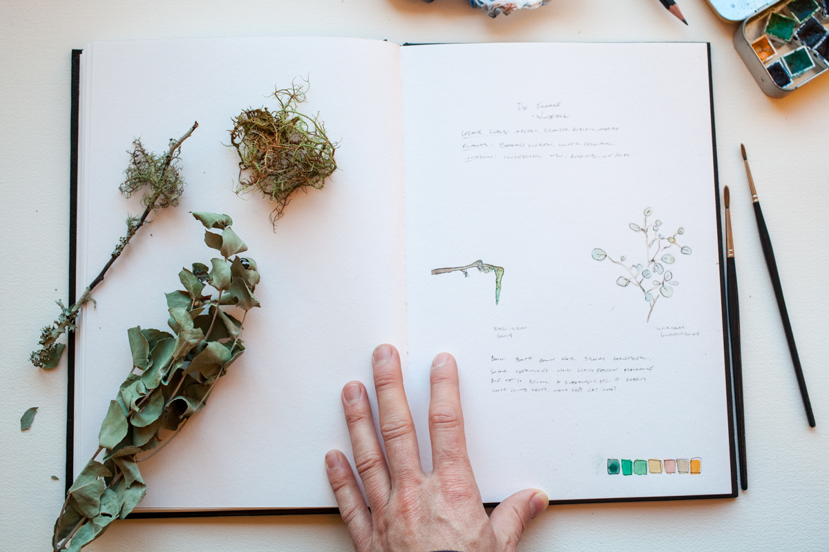 magnolia_mountain_windfall_process_watercolour_diary.jpg