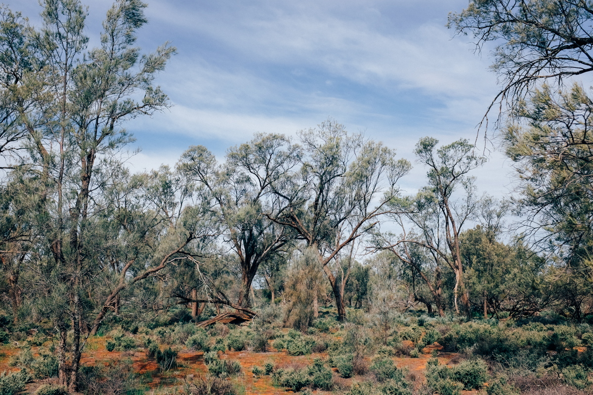 magnolia_mountain_mallee_.jpg