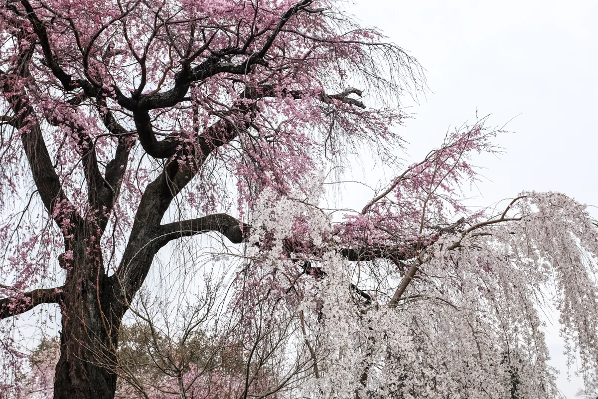 magnolia_mountain_kyoto.jpg